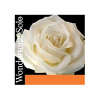 Pirastro Wondertone  -, Pirastro